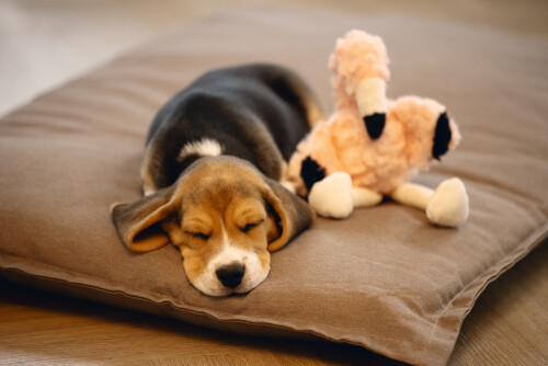 Beeztees Yavru Köpek Oyuncağı, Flamingo, Peluş, Pembe, 27x10x18cm - 2