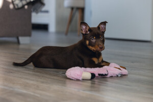 Beeztees Yavru Köpek Oyuncağı, Flamingo, Peluş, Pembe, 43x24x4cm - 2