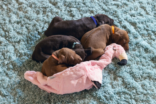 Beeztees Yavru Köpek Oyuncağı, Flamingo, Peluş, Pembe, 43x24x4cm - 3