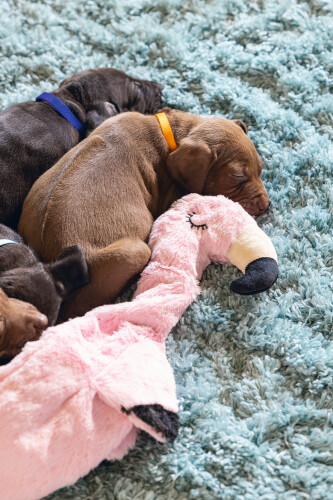 Beeztees Yavru Köpek Oyuncağı, Flamingo, Peluş, Pembe, 43x24x4cm - 5