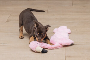 Beeztees Yavru Köpek Oyuncağı, Flamingo, Peluş, Pembe, 72x27x5cm - 3
