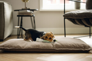 Beeztees Yavru Köpek Oyuncağı, İp ve Peluş, Yeşil/Gri, 25x4x4cm - 3