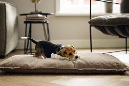 Beeztees Yavru Köpek Oyuncağı, İp ve Peluş, Yeşil/Gri, 25x4x4cm - 3