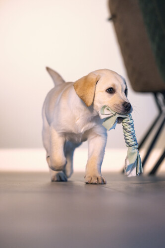 Beeztees Yavru Köpek Oyuncağı, İp ve Peluş, Yeşil/Gri, 25x4x4cm - 2