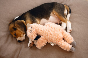 Beeztees Yavru Köpek Oyuncağı, Kalp Atışlı, Flamingo, Peluş, Pembe, 30x21x5cm - 5