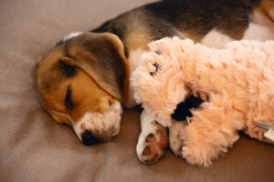 Beeztees Yavru Köpek Oyuncağı, Kalp Atışlı, Flamingo, Peluş, Pembe, 30x21x5cm - 2