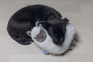 Beeztees Yavru Köpek Oyuncağı, Kalp Atışlı, Lama, Peluş, Beyaz, 26x20x7,5cm - 2