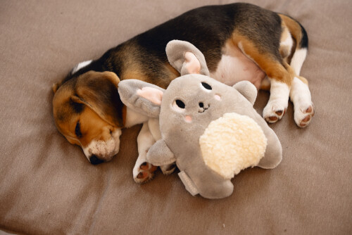 Beeztees Yavru Köpek Oyuncağı, Kalp Atışlı, Tavşan, Peluş, Gri, 25x20x7,5cm - 2