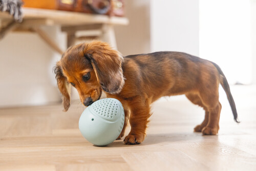 Beeztees Yavru Köpek Oyuncağı, Ödül ve Oyun, Yumurta, Kauçuk, Turkuaz, 6x6x8cm - 2