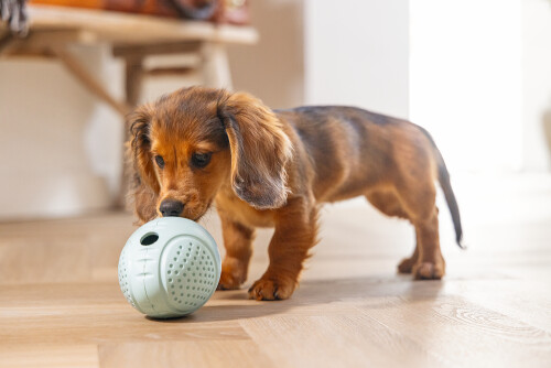 Beeztees Yavru Köpek Oyuncağı, Ödül ve Oyun, Yumurta, Kauçuk, Turkuaz, 6x6x8cm - 3