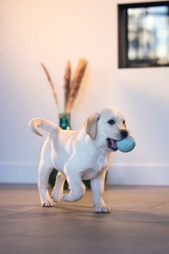 Beeztees Yavru Köpek Oyuncağı, Ödül ve Oyun, Yumurta, Kauçuk, Turkuaz, 6x6x8cm - 5