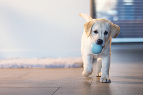 Beeztees Yavru Köpek Oyuncağı, Ödül ve Oyun, Yumurta, Kauçuk, Turkuaz, 6x6x8cm - 7