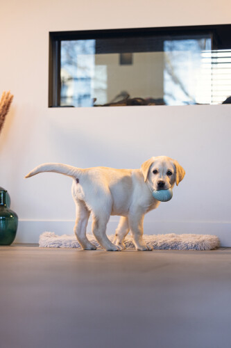 Beeztees Yavru Köpek Oyuncağı, Ödül ve Oyun, Yumurta, Kauçuk, Turkuaz, 6x6x8cm - 6