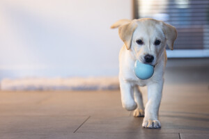 Beeztees Yavru Köpek Oyuncağı, Ödül ve Oyun, Yumurta, Kauçuk, Turkuaz, 6x6x8cm - 8