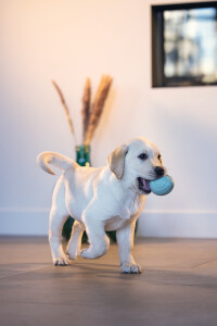 Beeztees Yavru Köpek Oyuncağı, Ödül ve Oyun, Yumurta, Kauçuk, Turkuaz, 6x6x8cm - 5