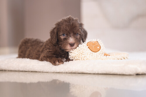 Beeztees Yavru Köpek Oyuncağı, Peluş, Beyaz, 37x28x4cm - 2