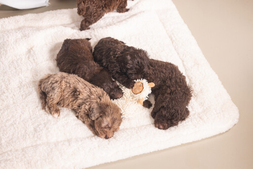 Beeztees Yavru Köpek Oyuncağı, Peluş, Beyaz, 37x28x4cm - 4