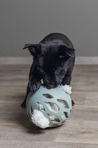 Beeztees Yavru Köpek Oyuncağı, Peluş, Beyaz, 40x22x5cm - 4