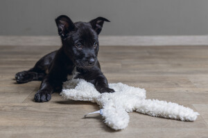 Beeztees Yavru Köpek Oyuncağı, Peluş, Beyaz, 40x22x5cm - 5