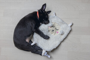 Beeztees Yavru Köpek Oyuncağı, Peluş, Beyaz, 40x22x5cm - 2