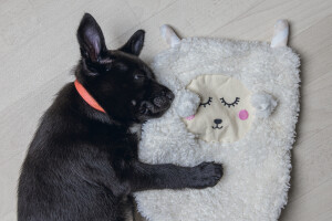 Beeztees Yavru Köpek Oyuncağı, Peluş, Beyaz, 40x22x5cm - 5