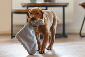 Beeztees Yavru Köpek Oyuncağı, Peluş, Gri, 37x28x4cm - 2