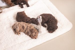 Beeztees Yavru Köpek Oyuncağı, Peluş, Gri, 37x28x4cm - 3