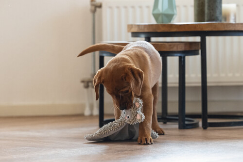 Beeztees Yavru Köpek Oyuncağı, Peluş, Gri, 37x28x4cm - 4