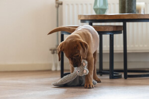 Beeztees Yavru Köpek Oyuncağı, Peluş, Gri, 37x28x4cm - 4