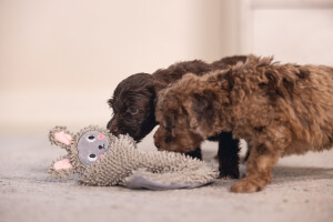 Beeztees Yavru Köpek Oyuncağı, Peluş, Gri, 37x28x4cm - 5