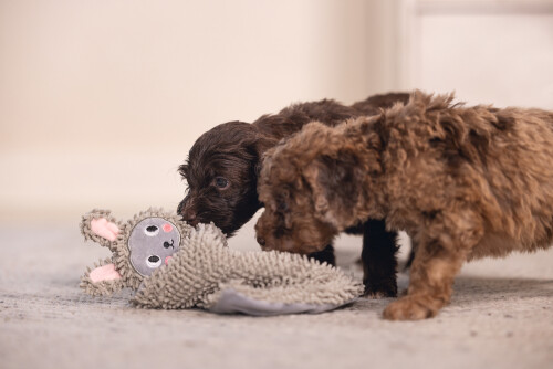 Beeztees Yavru Köpek Oyuncağı, Peluş, Gri, 37x28x4cm - 5