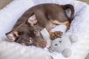 Beeztees Yavru Köpek Oyuncağı, Tavşan, Peluş, Gri, 15x9x4cm - 3