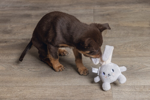 Beeztees Yavru Köpek Oyuncağı, Tavşan, Peluş, Gri, 15x9x4cm - 2