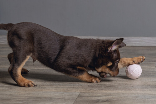 Beeztees Yavru Köpek Oyuncağı, Top, Kauçuk, Pembe, 6cm - 2