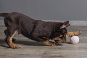 Beeztees Yavru Köpek Oyuncağı, Top, Kauçuk, Pembe, 6cm - 2