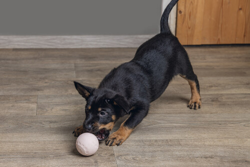 Beeztees Yavru Köpek Oyuncağı, Top, Kauçuk, Pembe, 6cm - 3