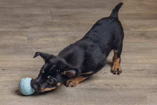 Beeztees Yavru Köpek Oyuncağı, Top, Kauçuk, Yeşil, 6cm - 2