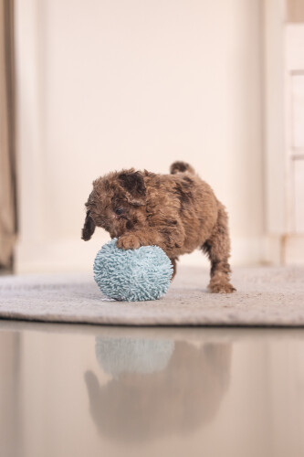 Beeztees Yavru Köpek Oyuncağı, Top, Peluş, Mavi, 10cm - 7