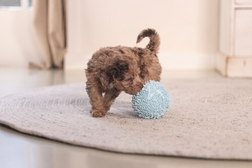 Beeztees Yavru Köpek Oyuncağı, Top, Peluş, Mavi, 10cm - 8