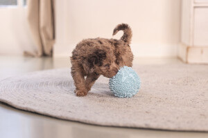 Beeztees Yavru Köpek Oyuncağı, Top, Peluş, Mavi, 10cm - 8