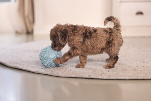 Beeztees Yavru Köpek Oyuncağı, Top, Peluş, Mavi, 10cm - 9