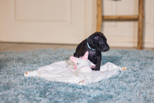 Beeztees Yavru Köpek Oyuncağı, Unicorn, Peluş, Beyaz, 33x25x14cm - 3