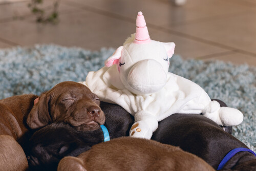 Beeztees Yavru Köpek Oyuncağı, Unicorn, Peluş, Beyaz, 33x25x14cm - 7