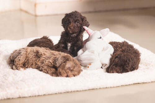 Beeztees Yavru Köpek Oyuncağı, Unicorn, Peluş, Beyaz, 33x25x14cm - 9