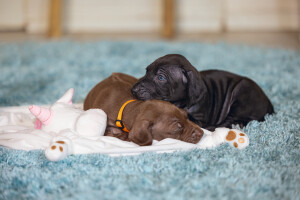 Beeztees Yavru Köpek Oyuncağı, Unicorn, Peluş, Beyaz, 33x25x14cm - 8