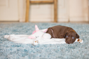 Beeztees Yavru Köpek Oyuncağı, Unicorn, Peluş, Beyaz, 33x25x14cm - 4