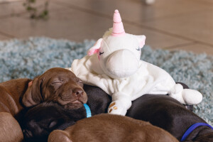 Beeztees Yavru Köpek Oyuncağı, Unicorn, Peluş, Beyaz, 33x25x14cm - 7