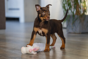 Beeztees Yavru Köpek Oyuncağı, Unicorn, Peluş, Beyaz, 49x10x14cm - 2