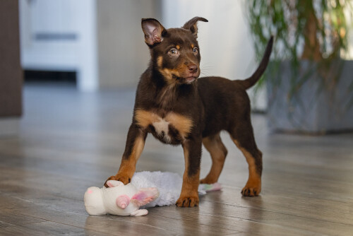 Beeztees Yavru Köpek Oyuncağı, Unicorn, Peluş, Beyaz, 49x10x14cm - 2