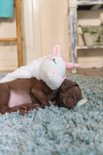 Beeztees Yavru Köpek Oyuncağı, Unicorn, Peluş, Beyaz, 49x10x14cm - 3